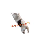 じじ山の犬猫①（個別スタンプ：6）