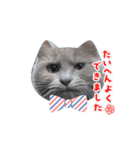 じじ山の犬猫①（個別スタンプ：9）