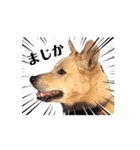 じじ山の犬猫①（個別スタンプ：10）