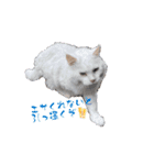 じじ山の犬猫①（個別スタンプ：13）