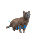 じじ山の犬猫①（個別スタンプ：14）