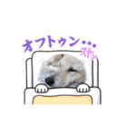 じじ山の犬猫①（個別スタンプ：15）