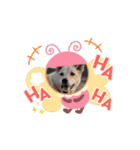じじ山の犬猫①（個別スタンプ：16）