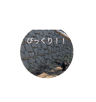 カルガモさんのうごく絵文字（個別スタンプ：3）