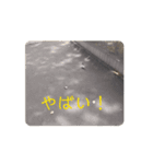 カルガモさんのうごく絵文字（個別スタンプ：4）