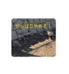 カルガモさんのうごく絵文字（個別スタンプ：6）