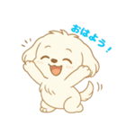マルチーズくん（個別スタンプ：1）