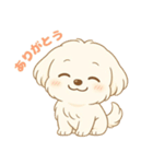 マルチーズくん（個別スタンプ：3）