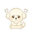 マルチーズくん（個別スタンプ：5）