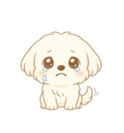 マルチーズくん（個別スタンプ：12）