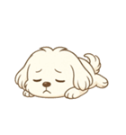 マルチーズくん（個別スタンプ：23）