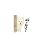 ずっと使えるサモエドスタンプ（個別スタンプ：1）