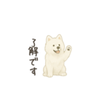 ずっと使えるサモエドスタンプ（個別スタンプ：2）