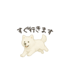 ずっと使えるサモエドスタンプ（個別スタンプ：3）