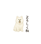 ずっと使えるサモエドスタンプ（個別スタンプ：10）