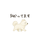 ずっと使えるサモエドスタンプ（個別スタンプ：12）