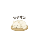 ずっと使えるサモエドスタンプ（個別スタンプ：16）