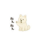 ずっと使えるサモエドスタンプ（個別スタンプ：19）