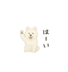 ずっと使えるサモエドスタンプ（個別スタンプ：20）
