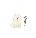 ずっと使えるサモエドスタンプ（個別スタンプ：22）