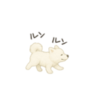 ずっと使えるサモエドスタンプ（個別スタンプ：26）