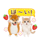 シバたん❤️モグいちご❤️かわいい犬＆猫（個別スタンプ：3）