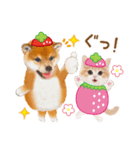 シバたん❤️モグいちご❤️かわいい犬＆猫（個別スタンプ：5）