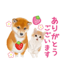 シバたん❤️モグいちご❤️かわいい犬＆猫（個別スタンプ：7）