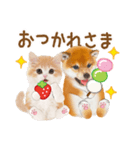シバたん❤️モグいちご❤️かわいい犬＆猫（個別スタンプ：8）