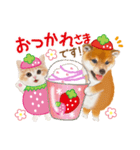 シバたん❤️モグいちご❤️かわいい犬＆猫（個別スタンプ：9）