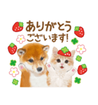 シバたん❤️モグいちご❤️かわいい犬＆猫（個別スタンプ：10）
