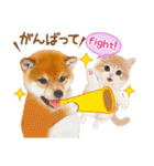 シバたん❤️モグいちご❤️かわいい犬＆猫（個別スタンプ：11）