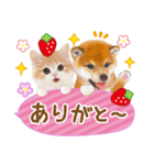 シバたん❤️モグいちご❤️かわいい犬＆猫（個別スタンプ：12）