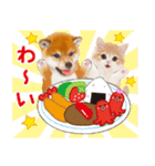 シバたん❤️モグいちご❤️かわいい犬＆猫（個別スタンプ：13）