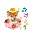 シバたん❤️モグいちご❤️かわいい犬＆猫（個別スタンプ：14）