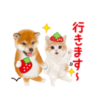 シバたん❤️モグいちご❤️かわいい犬＆猫（個別スタンプ：16）