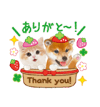 シバたん❤️モグいちご❤️かわいい犬＆猫（個別スタンプ：17）