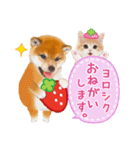 シバたん❤️モグいちご❤️かわいい犬＆猫（個別スタンプ：18）
