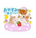 シバたん❤️モグいちご❤️かわいい犬＆猫（個別スタンプ：19）