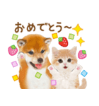 シバたん❤️モグいちご❤️かわいい犬＆猫（個別スタンプ：20）