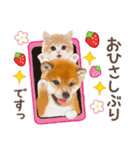 シバたん❤️モグいちご❤️かわいい犬＆猫（個別スタンプ：22）