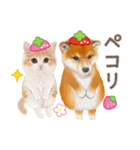 シバたん❤️モグいちご❤️かわいい犬＆猫（個別スタンプ：23）