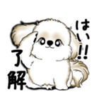 New シーズー犬 2025 「いつも使う言葉」（個別スタンプ：13）