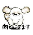 New シーズー犬 2025 「いつも使う言葉」（個別スタンプ：35）