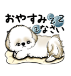 New シーズー犬 2025 「いつも使う言葉」（個別スタンプ：37）