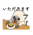 忠実なシャム猫（個別スタンプ：31）