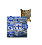 ハニーちゃん オニャンコラージュver.1.0（個別スタンプ：19）