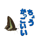 チョウのちょう〇〇スタンプ（個別スタンプ：1）
