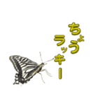 チョウのちょう〇〇スタンプ（個別スタンプ：4）