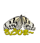 チョウのちょう〇〇スタンプ（個別スタンプ：5）